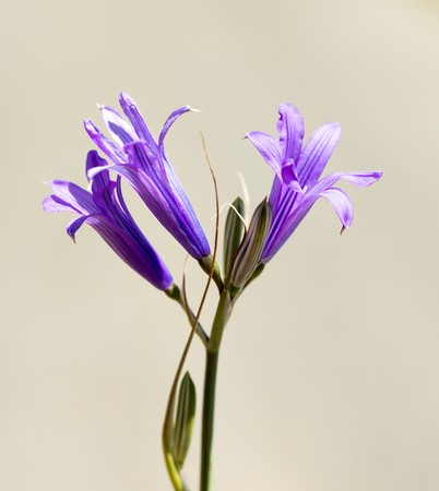 Flower blue bellの写真素材