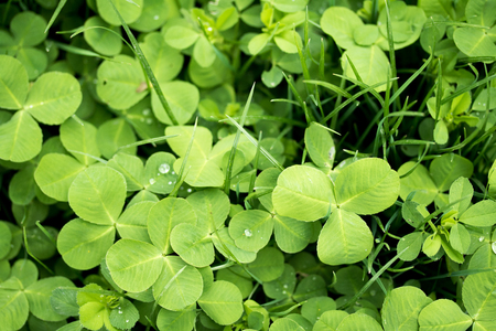 Clover green field background
