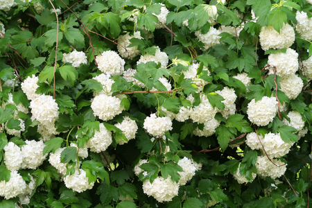 Kalina Buldenezh - white flowers