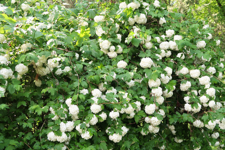 Kalina Buldenezh - white flowers