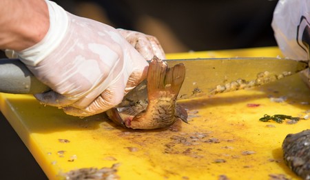 Cut and clean the fish in gloves, defocusedの写真素材