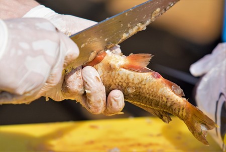 Cut and clean the fish in gloves, defocusedの写真素材