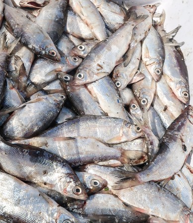 Coregonus peled - lakeside river fish, genus of whitefish