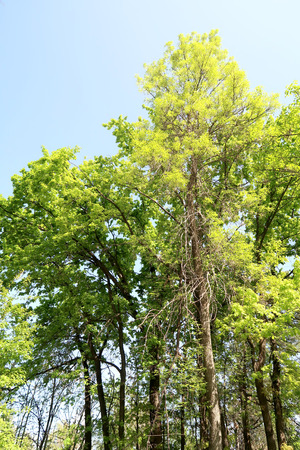 Branches of trees in the view from below into the skyの写真素材