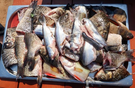 Freshly cleaned river fishの写真素材