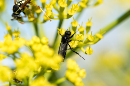 Wasp on a yellow flower close upの写真素材