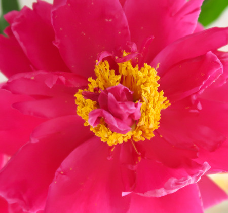 Peony rose red flower close-upの写真素材