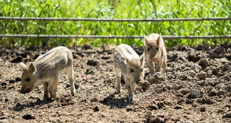 Small wild pigsの写真素材