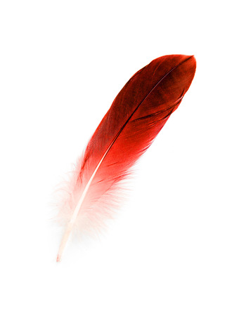 bird feather on white backgroundの写真素材