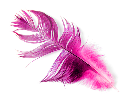 bird feather on white backgroundの写真素材