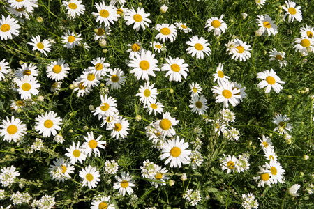 White daisies in green grassの写真素材