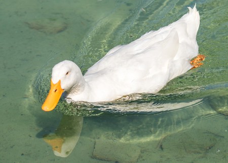 White ducks on a pond, summerの写真素材