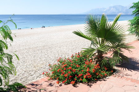 Palm trees in focus, blurred beach backgroundの写真素材