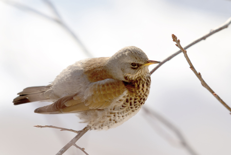 Fieldfare Thrush sitting on a branchの写真素材