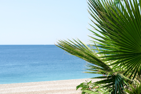 Palm trees in focus, blurred beach backgroundの写真素材
