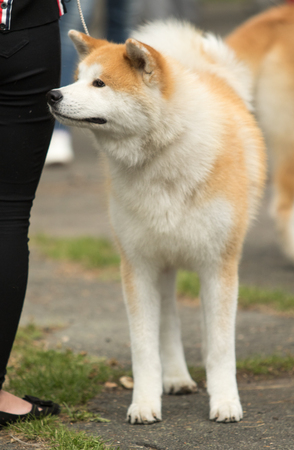 A big dog on a walkの写真素材