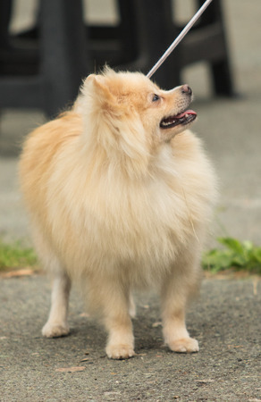 Decorative small dog on the streetの写真素材
