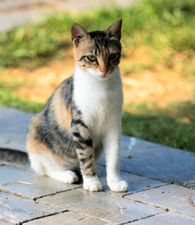 Homeless cat on the streetの写真素材