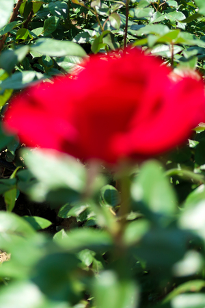 Red rose close-up in the gardenの写真素材