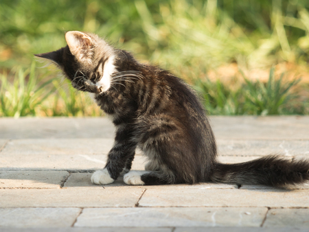 Homeless cats outdoors in natureの写真素材
