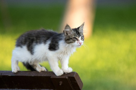 Homeless cat on the streetの写真素材