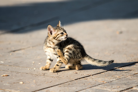 Homeless cat on the streetの写真素材