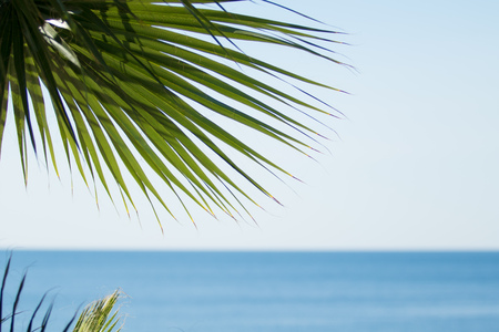 Palm trees in focus, blurred beach backgroundの写真素材