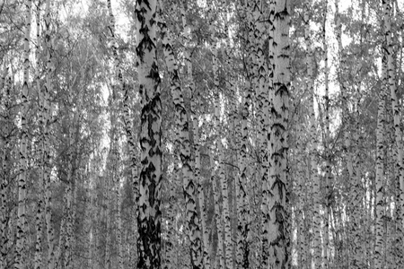 birch forest background, black and white photoの写真素材