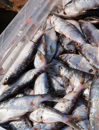 Coregonus peled - lakeside river fish, genus of whitefishの写真素材