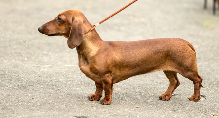 Dachshund dogの写真素材