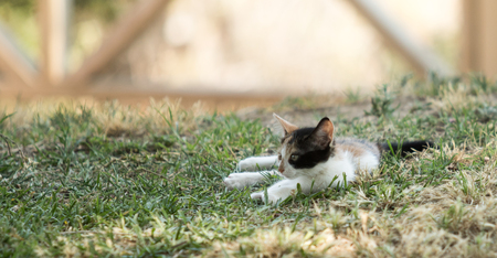 Homeless cats outdoors in natureの写真素材
