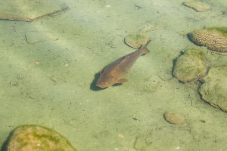 Carp in the pond top view in the blurの写真素材
