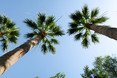 Palm trees view from below into the skyの写真素材