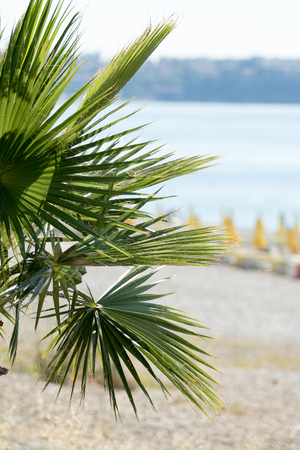 Palm trees in focus, blurred beach backgroundの写真素材