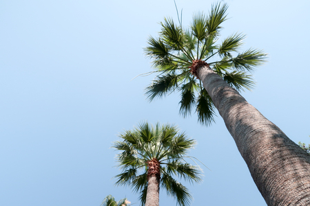 Palm trees view from below into the skyの写真素材