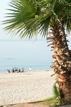 Palm trees in focus, blurred beach backgroundの写真素材