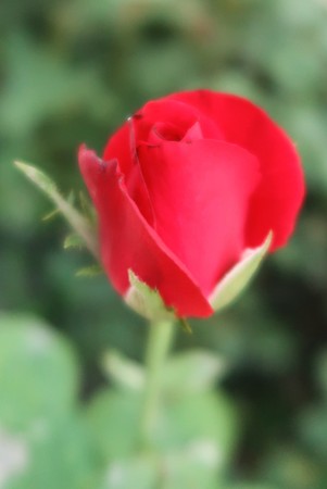 Soft blur, red rose flowerの写真素材