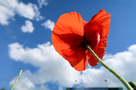 Red poppies view from below into the skyの写真素材