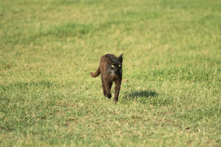Homeless cats outdoors in natureの写真素材