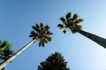 Palm trees view from below into the skyの写真素材