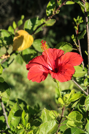 Red carcade roseの写真素材