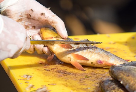 Cut and clean the fish in gloves, defocused