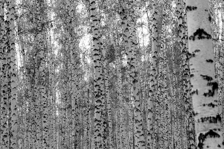 birch forest background, black and white photoの写真素材