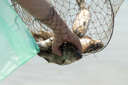Fish carp in a cage