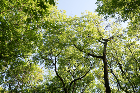 Branches of trees in the view from below into the skyの写真素材