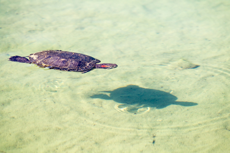 Turtle swims in a pondの写真素材