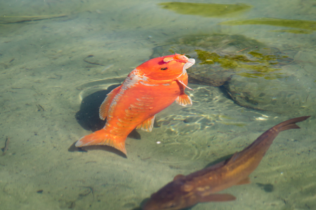 Carp in the pond top view in the blurの写真素材