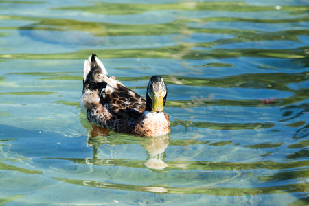 Wild ducks on the pond summerの写真素材