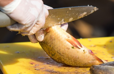 Cut and clean the fish in gloves, defocusedの写真素材