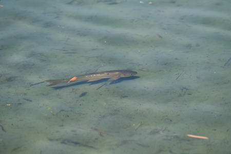 Carp in the pond top view in the blur